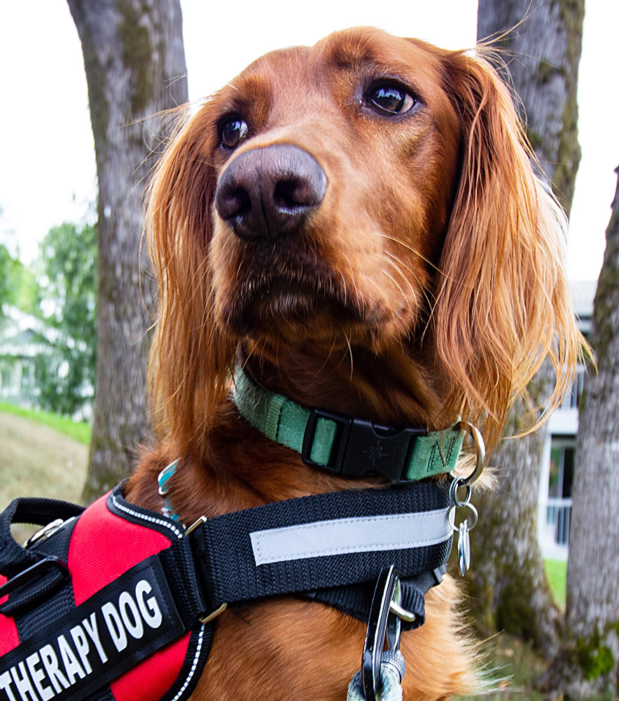 How Can My Dog Become a Therapy Dog - ServiceDogCertifications